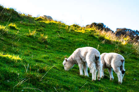 sheep grazing on the green farm. Fresh sunny with a warm light day.の写真素材