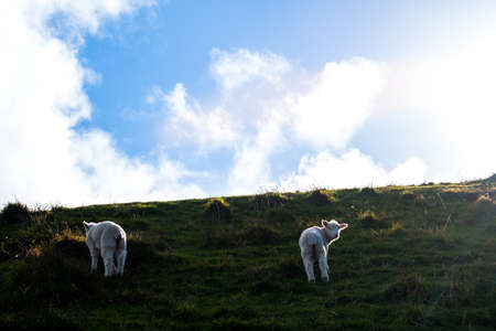 sheep grazing on the green farm. Fresh sunny with a warm light day. A sheep staring at the photographer.の写真素材