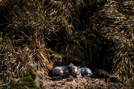 A sheeps grazing under the shadow of the bush. Fresh sunny with a warm light day.の写真素材
