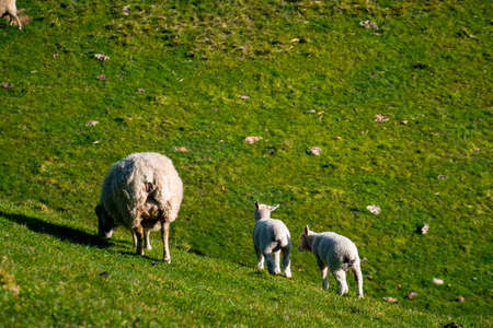 sheep grazing on the green farm. Fresh sunny with a warm light day.の写真素材