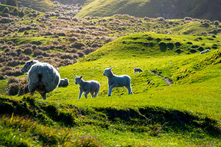 sheep grazing on the green farm. Fresh sunny with a warm light day.の写真素材