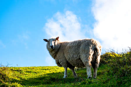sheep grazing on the green farm. Fresh sunny with a warm light day. A sheep staring at the photographer.の写真素材