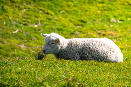 sheep grazing on the green farm. Fresh sunny with a warm light day.の写真素材