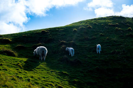 sheep grazing on the green farm. Fresh sunny with a warm light day.の写真素材