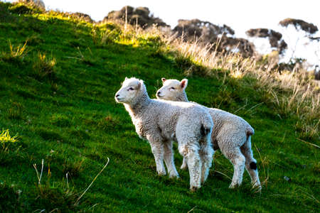 sheep grazing on the green farm. Fresh sunny with a warm light day.の写真素材