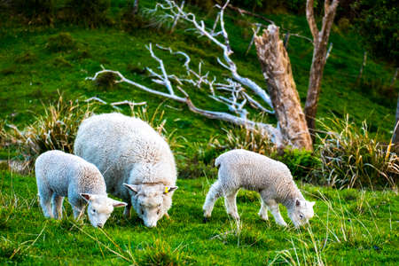 sheep grazing on the green farm. Fresh sunny with a warm light day.の写真素材