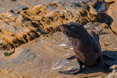 Sea Lions, Seal Colony, Coastline, South Island, New Zealand.の写真素材