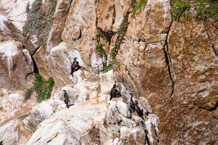 Shag colony on the cliffの写真素材