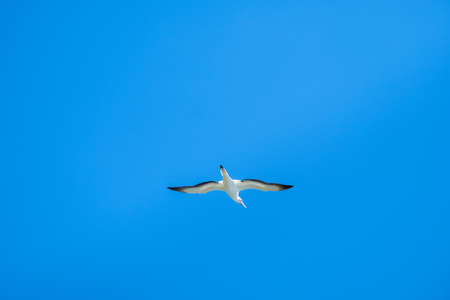 Australian Gannet bird flying over the blue sky.