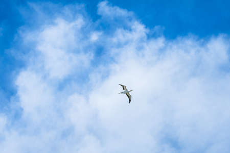 Australian Gannet bird flying over the blue sky.の写真素材