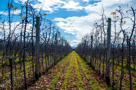 Apple orchard in the daytime with blue sky. Apple trees in the rows.の写真素材