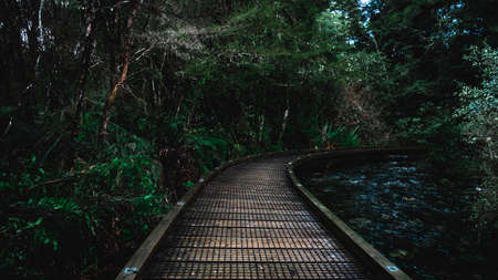 Boardwalk in the green nature.の写真素材