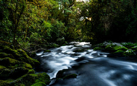 Beautiful greenery nature and stream of the rainforest.の写真素材