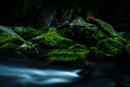 Beautiful greenery nature and stream of the rainforest.