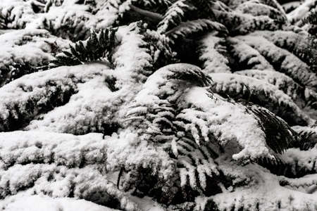 White snow covred the tree. Abstrack Background.