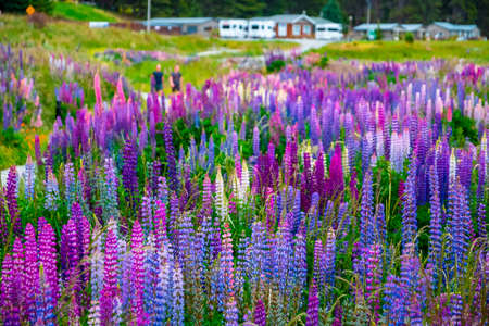 Beautiful Lupins flower around Lake Tekapo area, New Zealand.の写真素材