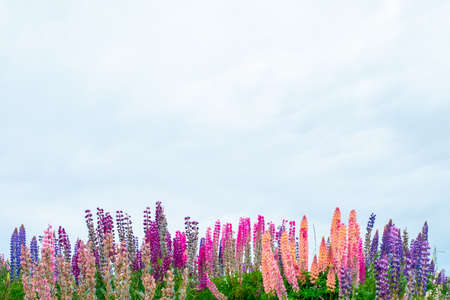 Beautiful Lupins flower around Lake Tekapo area, New Zealand.の写真素材