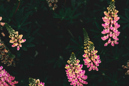 Top view of Pink Lupins flowers with strong green leafs.の写真素材