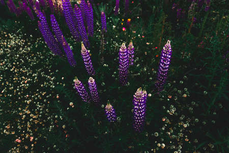 Top view of Lupins flowers with strong green leafs.の写真素材