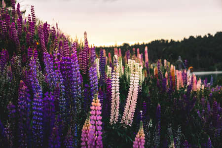 Beautiful Lupins flower around Lake Tekapo area, New Zealand.
