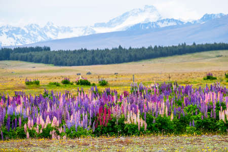 Beautiful landscape of Lupins flower and Alpine mountains around Lake Tekapo area, New Zealand.