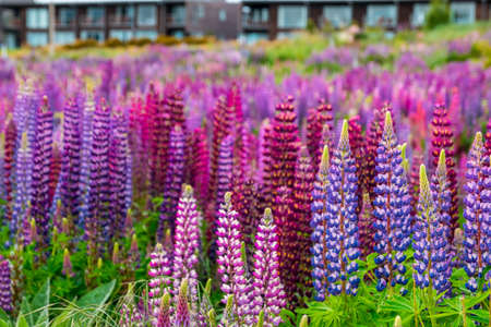 Beautiful Lupins flower around Lake Tekapo area, New Zealand.の写真素材