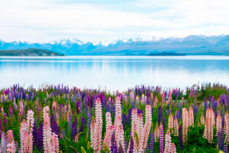 Beautiful landscape of Lupins flower and Alpine mountains around Lake Tekapo area, New Zealand.の写真素材