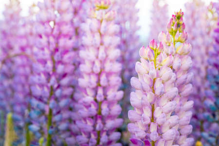 close up beautiful purple Lupins flowers.の写真素材