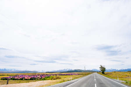 Beautiful landscape of Lupins flower and Alpine mountains around Lake Tekapo area, New Zealand.の写真素材