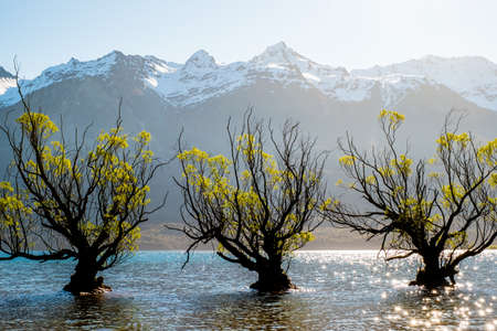Beautiful scenery beside the lake at Glenorchy, New Zealand.の写真素材