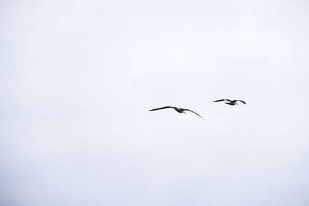 New Zealand Royal Albatross flying in the sky.の写真素材