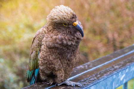 Kea bird, New Zealand Alpine parrot.の写真素材