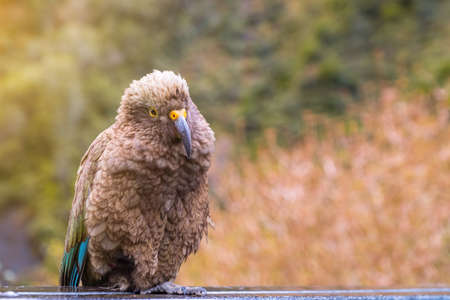 Kea bird, New Zealand Alpine parrot.の写真素材
