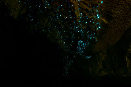 Amazing New Zealand Tourist attraction glowworm luminous worms in caves. High ISO Photo..の写真素材