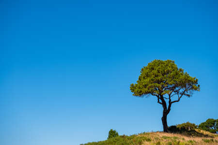 A lonely tree in the nature with blue sky in summer..の写真素材