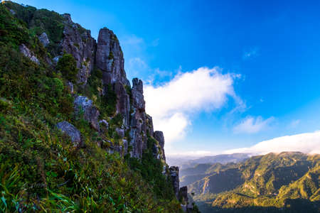 A green forest in The Pinnacles track, Coromandel, New Zealand..の写真素材