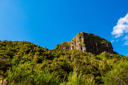 A green forest in The Pinnacles track, Coromandel, New Zealand..の写真素材