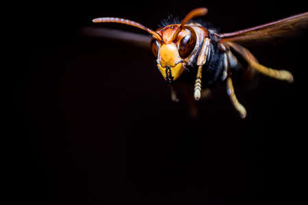 A flying wasp isolated on black background. Depth of field shot Macro photography.の写真素材