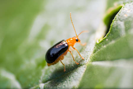 A ladybug, Depth of field shot focused on the eye, Macro Photograph.の写真素材