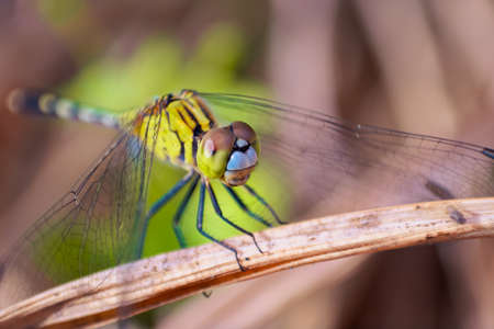 a green dragonfly, Depth of field shot focused on the eye, Macro Photograph.の写真素材