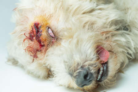 A sleeping sick poodle dog after he got an Anesthesia and suture a wound.の写真素材