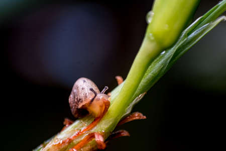 A tiny snail on a branch of trees isolated from the background. Depth of field shot. Macro...