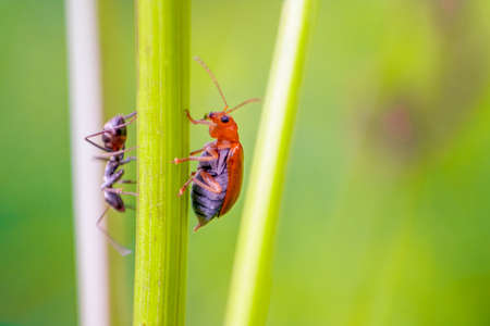 A ladybug, Depth of field shot focused on the eye, Macro Photograph.