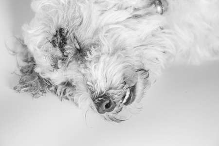 A sleeping sick poodle dog after he got an Anesthesia and suture a wound.