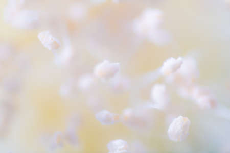 Abstract blurred flower background. Depth of field macro photography.の写真素材