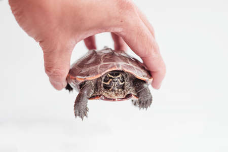 A hand holding a tiny turtle isolated on white background.