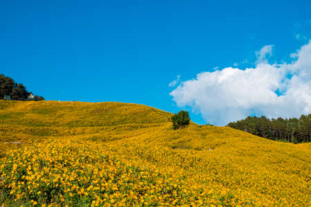 Beautiful Landscape of Thung Bua thong (Tree Marigold, Mexican Sunflower) Fields on the mountain, Khun yuam, Mae Hong Son, Thailand.の写真素材