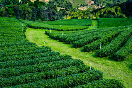 Beautiful landscape Tea Plantation scenic on highland. Doi Mae Salong, Chiang Rai, Thailand.