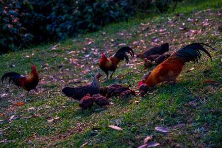 The scene in the morning, Group of family hens and rooster searching for food on the grass field.の写真素材