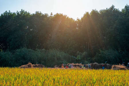 The group of the farmer is doing threshing rice, Harvest season, Thai Traditional culture and lifestyle. Northern of Thailand. Handmade and craft concept, Beautiful Sunny Day.の写真素材